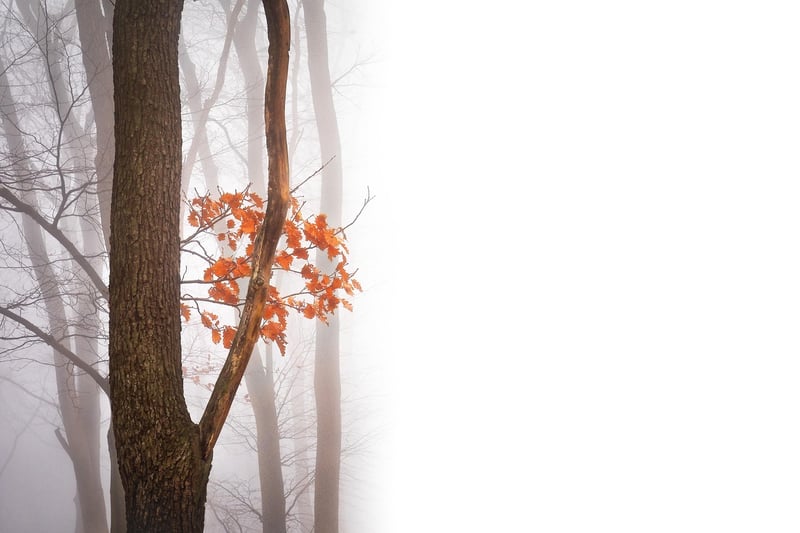 Fall Foliage