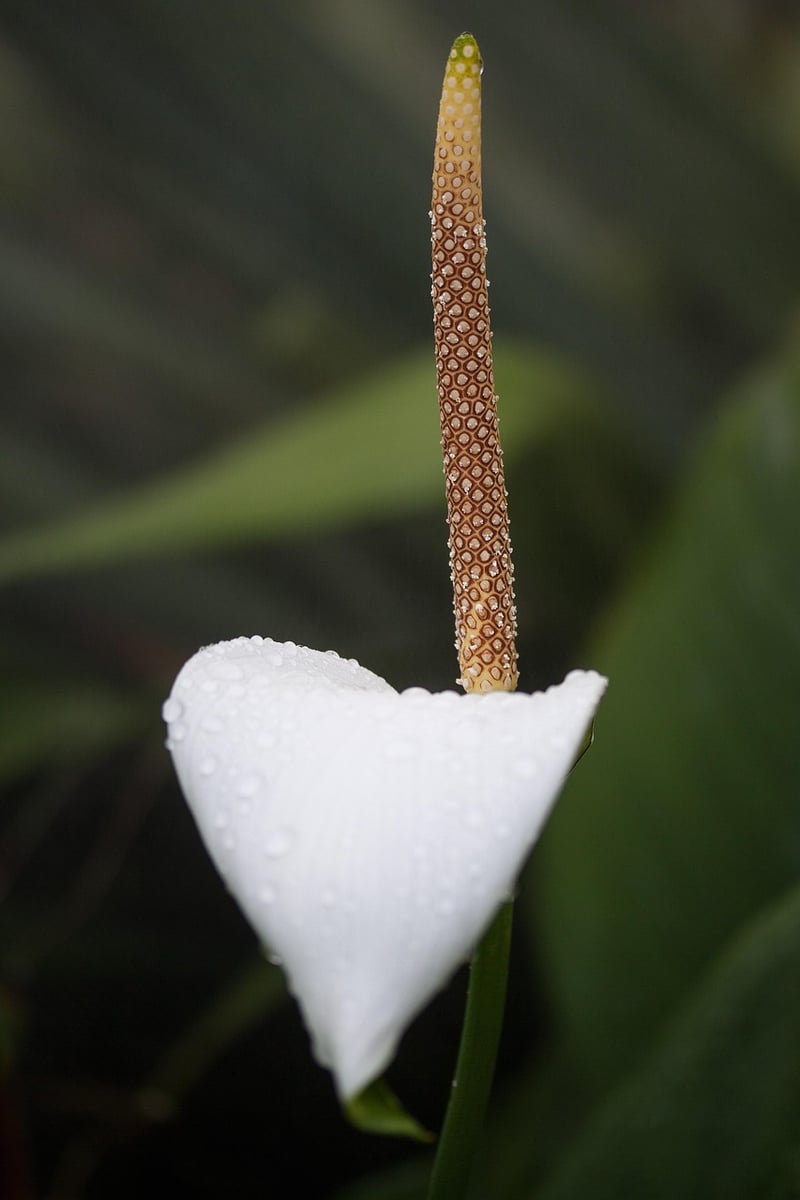 Dragon Arum