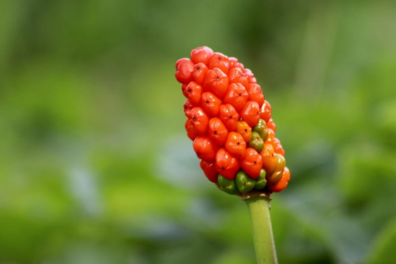Dragon Arum