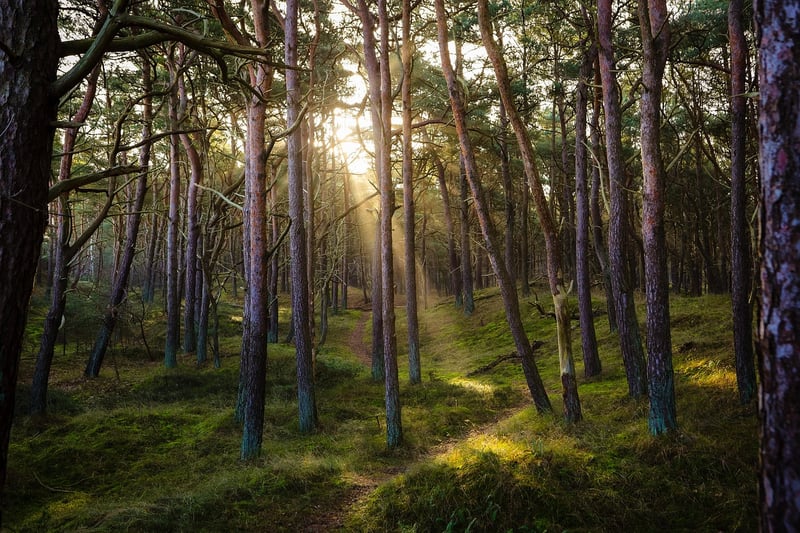 Mystic Woodland Realm