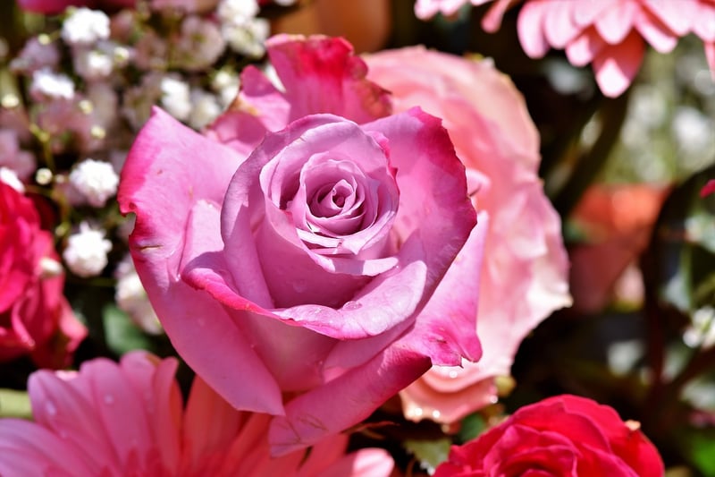 Summer Rose