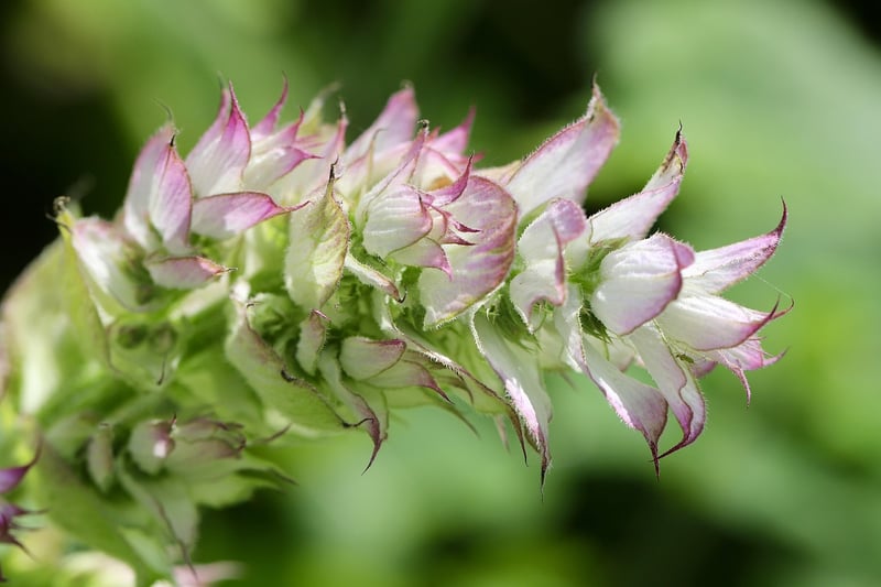 Sage Herb