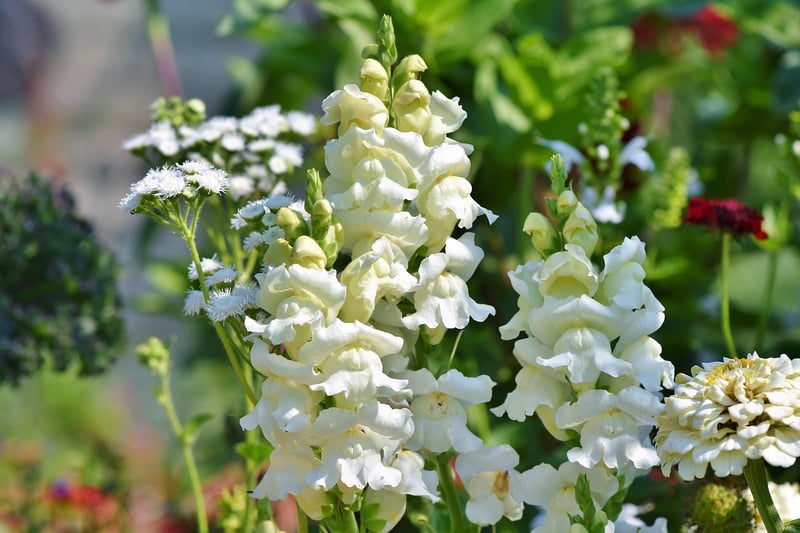 Snapdragon
